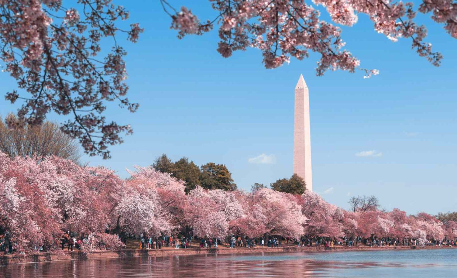 Cherry blossoms in full bloom around the Tidal Basin, with the Washington Monument behind